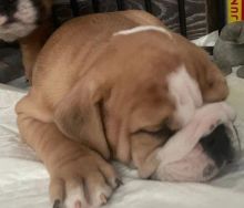 Top Class Smooth Coat English Bulldog Puppies Available Image eClassifieds4U
