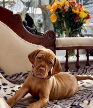Vet checked Vizsla Puppies For Adoption Image eClassifieds4U