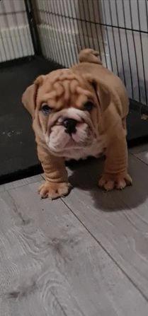 Magnificent English Bulldog Puppies Available Image eClassifieds4u