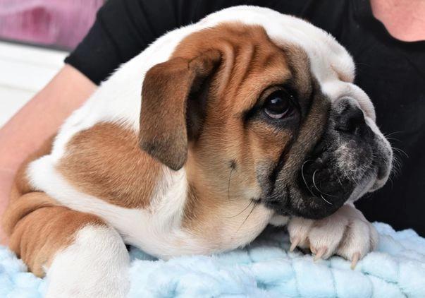 Super Adorable AKC English Bulldog Image eClassifieds4u