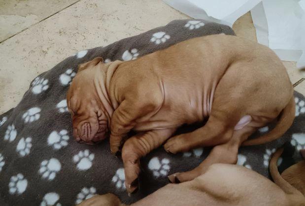 Very healthy Vizsla Puppies Image eClassifieds4u