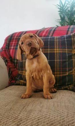 Well Socialized Vizsla Puppies Image eClassifieds4u