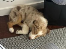 Australian Shepherd Puppies Looking For Their Forever Homes