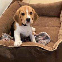male and female beagle puppies for rehoming