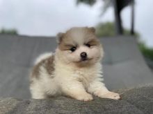 Outsanding male and female Pomeranian puppies for adoption