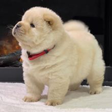 Trained male and female Chow Chow puppies for adoption near me