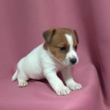 Male and female Jack russel puppies for adoption Image eClassifieds4u 1