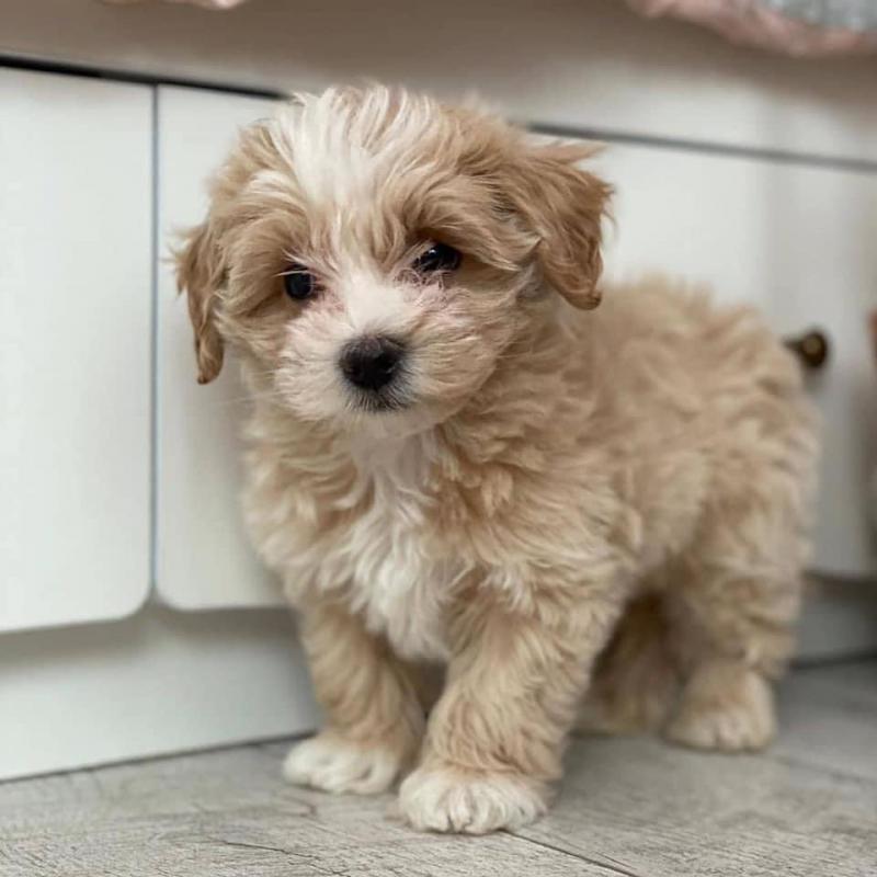 Quality male and female Maltipoo puppies for adoption Image eClassifieds4u