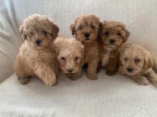 Active Cavapoo Puppies For Adoption