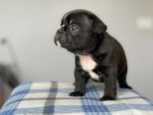 Home Trained male and female French bulldog puppies for adoption