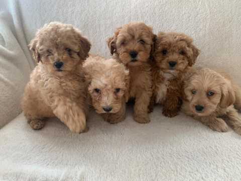 Active Cavapoo Puppies For Adoption Image eClassifieds4u