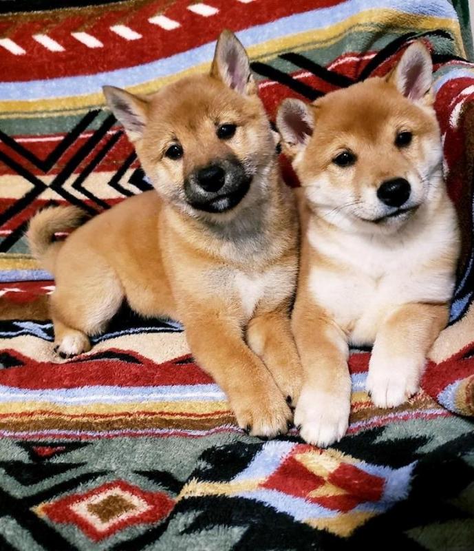 Male and Female Shiba Inu Puppies Image eClassifieds4u