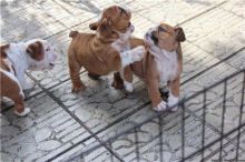 Beautiful English Bulldog Puppies for adoption