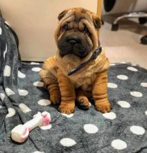 Chinese Shar Pei Puppies *Full Of Kisses & Cuddles*