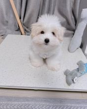 Coton de Tulear Puppies! Hypoallergenic White & Fluffy!