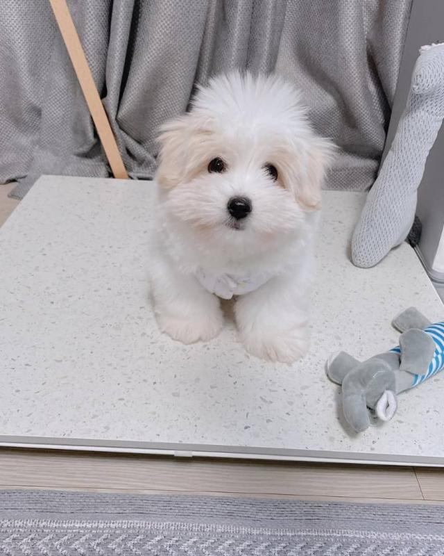 Coton de Tulear Puppies! Hypoallergenic White & Fluffy! Image eClassifieds4u