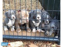 Blue Nose Pitbull puppies male and female looking for their forever home Image eClassifieds4U