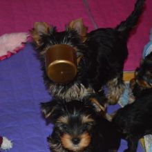 Two Teacup YORKIE Puppies Need a New Family (jmalin882@gmail.com)