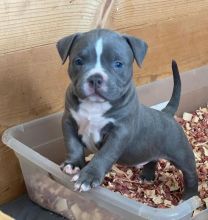 Adorable male and female Blue nose pitbull puppies for adoption (nezivasco9@gmail.com) Image eClassifieds4u 2