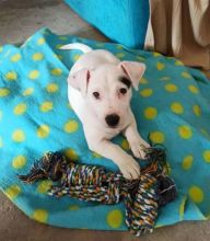 Jack russell puppies (tylerkicks56@gmail.com) Image eClassifieds4u 2