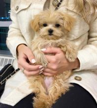 Maltipoo Puppies Looking For Their Forever Home(vidskelley@gmail.com) Image eClassifieds4u 2