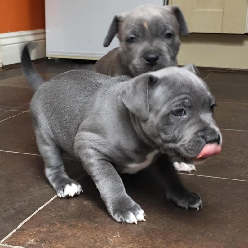 Staffordshire PUPPIES (caringtonlee1@gmail.com) Image eClassifieds4u