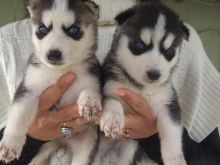 Cutest Blue eyes Male and Female Siberian Husky Puppies Ready