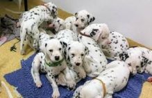 1 boys and 1 female Dalmatian puppies