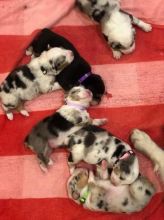 Adorable Australian shepherd puppies