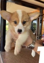CKc registered Corgi puppies