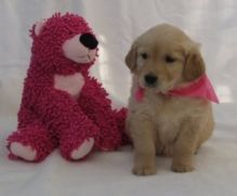 Cute and lovely golden retriever puppies