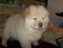 Male and Female Chow Chow Puppies