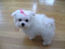 Standard size Teacup Maltese puppies
