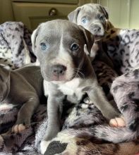 Stanford shire Bull Terrier Puppies