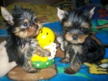 Top quality Yorkie puppies