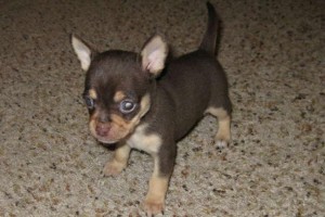 2 little Chihuahua puppies Image eClassifieds4u