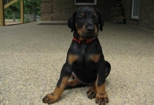Excellent Male And Female Doberman Pinscher Puppies Image eClassifieds4u