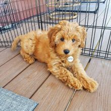 Cute Goldendoodle puppies Image eClassifieds4U