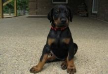 Excellent Male And Female Doberman Pinscher Puppies Image eClassifieds4u 2