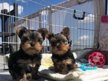 One male and one female Yorkie pups Image eClassifieds4u 1
