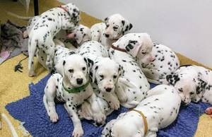 Wonderful male and female Dalmatian puppies Image eClassifieds4u