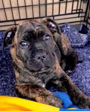 Adorable Cane Corso