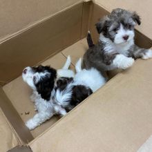 Newfoundland puppies for adoption (clintongreen269@gmail.com)