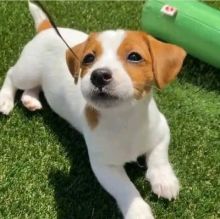 Beautiful miniature Jack Russell puppies