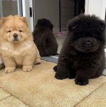 CHOW CHOW PUPPIES FOR ADOPTION (ernestjovette@gmail.com)