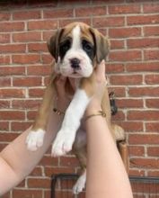 Cute Boxer puppies