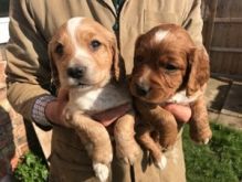 er Spaniel Pups