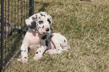 Great Dane puppies available