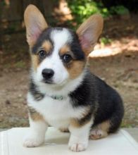 Male and Female Corgi Puppies