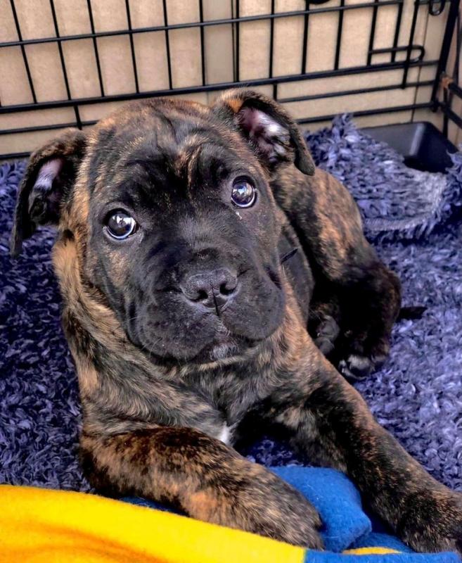 Adorable Cane Corso Image eClassifieds4u